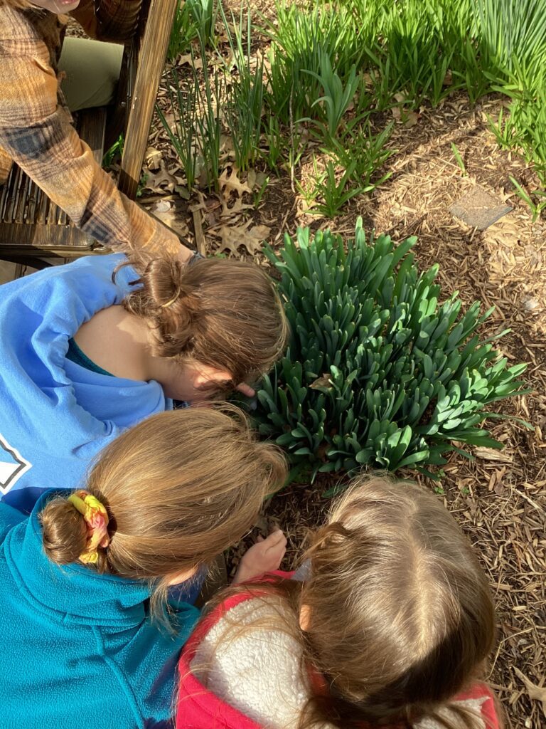 Students at Mater Amoris Montessori School in grades four through six observed hyacinth and tulip bulbs, and disected onion bulbs for a science lesson. 
