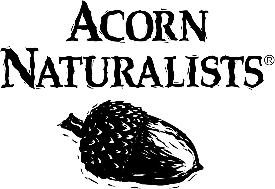 Acorn